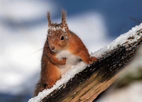 January - Red squirrel sprinkled in snow sat on snowy branch