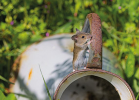 March - A small mouse stands on the edge of a white, rusted metal jug lying on its side in lush green grass. It grips the handle with its front paws and looks to the right as it nibbles the jug handle. Green foliage and tiny purple flowers fill the background.