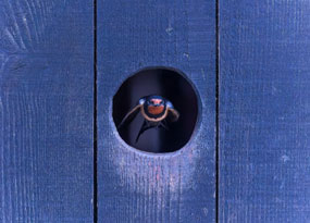 April - A Swallow flying through a small hole in a fence