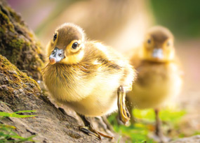 May - Two fluffy yellow mandarin ducklings stand in front of each other on a mossy tree stump. The front duckling is in focus, the one behind is slightly blurred. Their soft yellow and brown feathers contrast gently with the natural green and brown surroundings at the base of a tree.