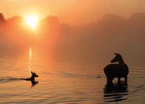 June - An adult deer and its fawn are wading in a still, shallow lake at sunrise. The fawn, on the left, stands in water up to its neck whilst the adult stands, body clear of water with its body twisted around looking to its baby on the left. The sky glows orange through a backdrop of misty trees.