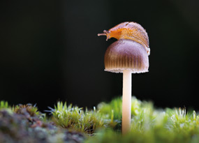 September - A small mushroom with a thin white stem and brown cap stands within green moss. A wet, orange-brown slug rests on top, with the background blacked out to highlight the mushroom and slug.