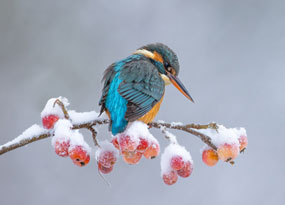 December - A Kingfisher on the hunt for food