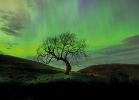 December - A lone, leafless tree stands on a grassy hill silhouetted by glowing bright green Northern Lights and star-speckled night sky.